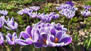 Mehr über den Artikel erfahren Der Zauber des Gartens: Ein Ort der Ruhe und Vielfalt